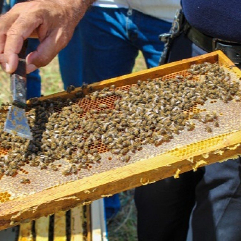 Arı təsərrüfatları tənəzzüldə